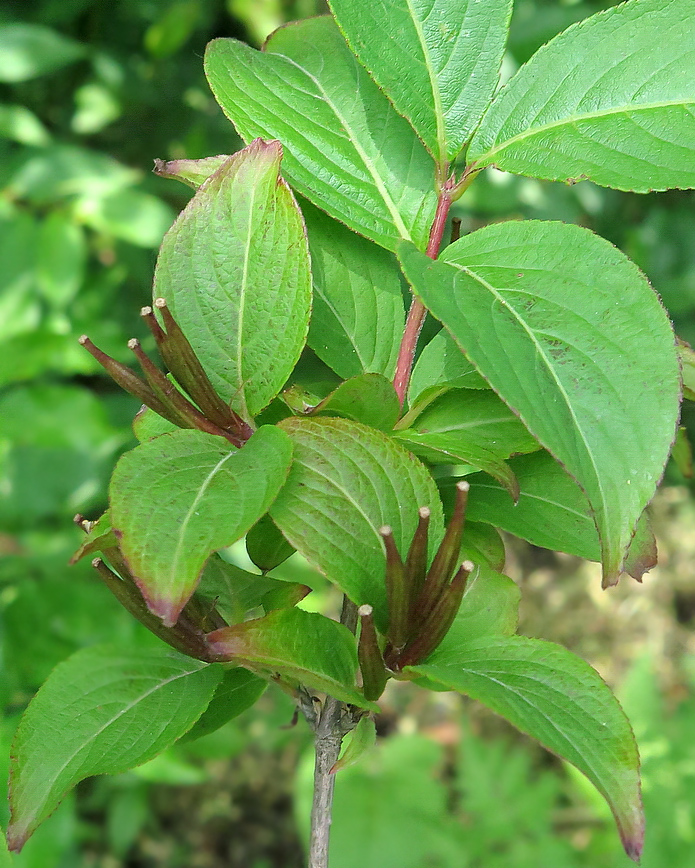 Изображение особи Weigela praecox.