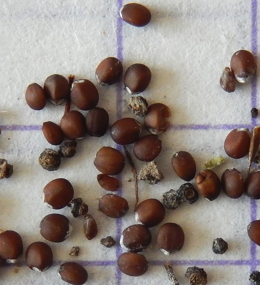 Image of Clinopodium caucasicum specimen.