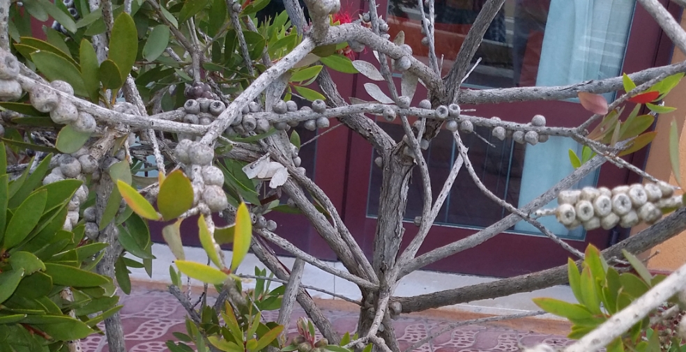 Image of Callistemon citrinus specimen.