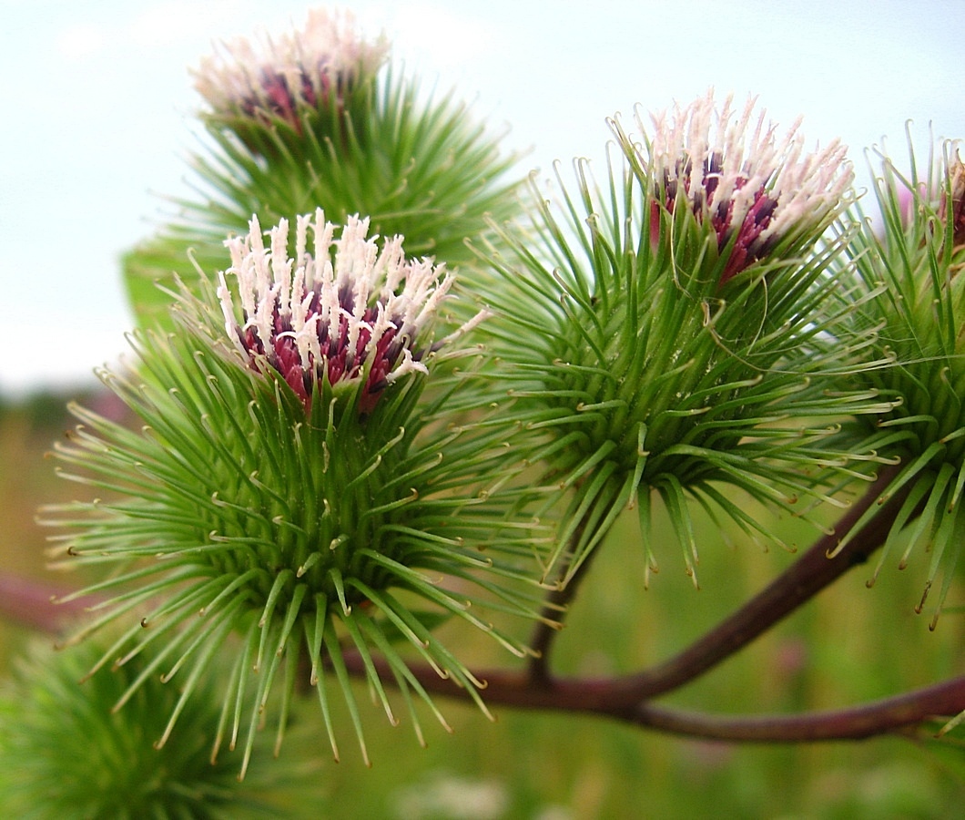 Изображение особи Arctium lappa.