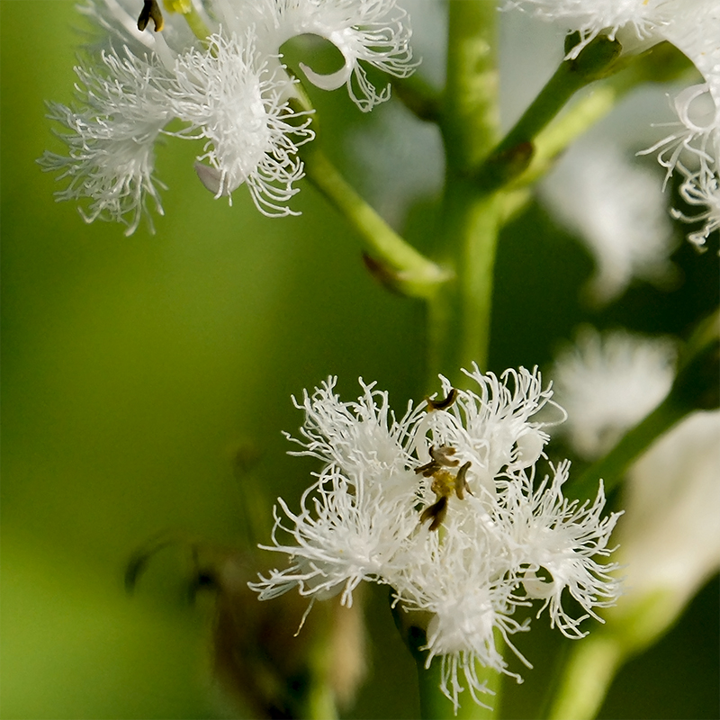 Image of Menyanthes trifoliata specimen.