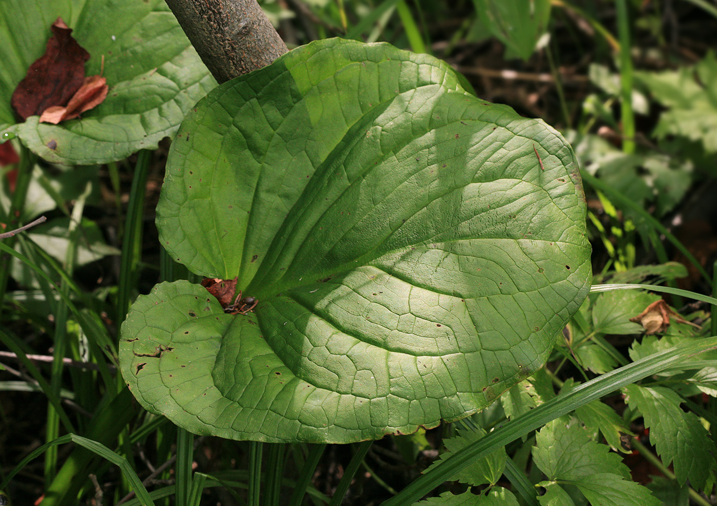 Image of Symplocarpus renifolius specimen.