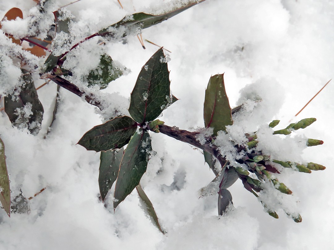 Изображение особи Mahonia aquifolium.