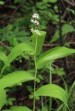 Smilacina dahurica