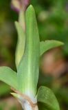 Anacamptis subspecies schirwanica