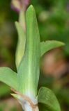 Anacamptis papilionacea ssp. schirwanica