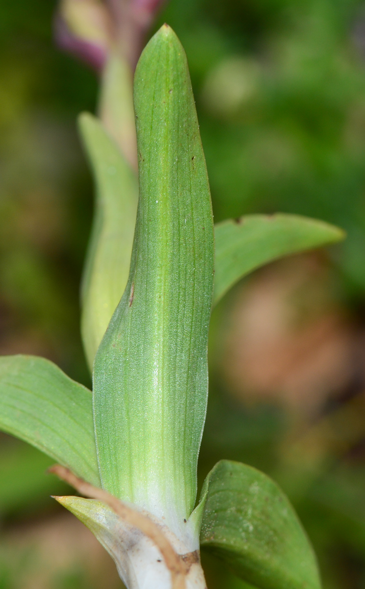 Image of Anacamptis papilionacea ssp. schirwanica specimen.