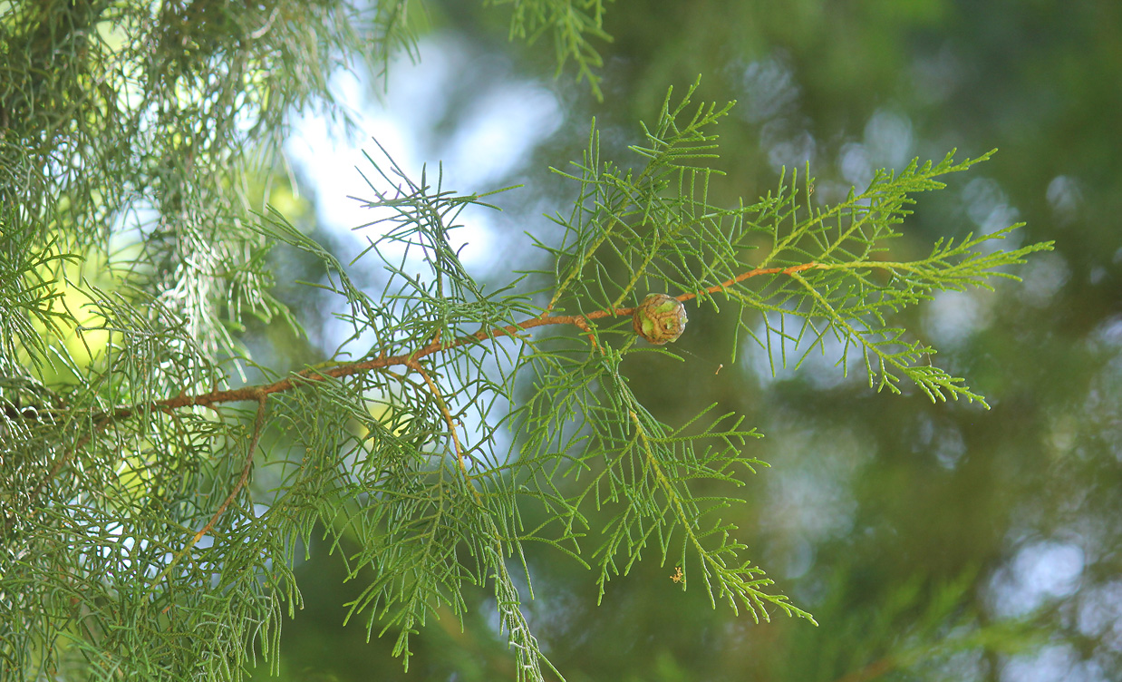 Изображение особи Cupressus torulosa.