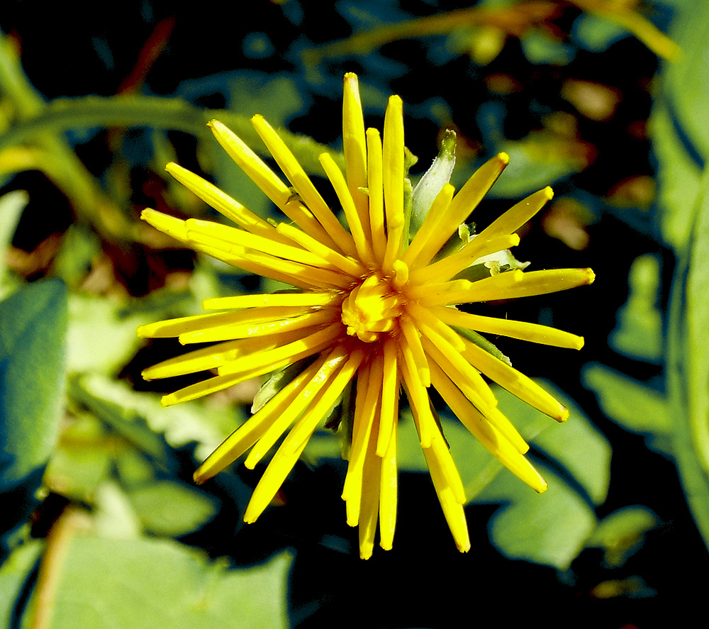 Изображение особи Taraxacum microlobum.