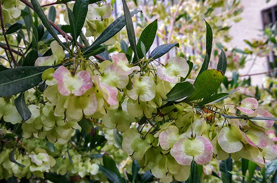 Изображение особи Dodonaea viscosa.