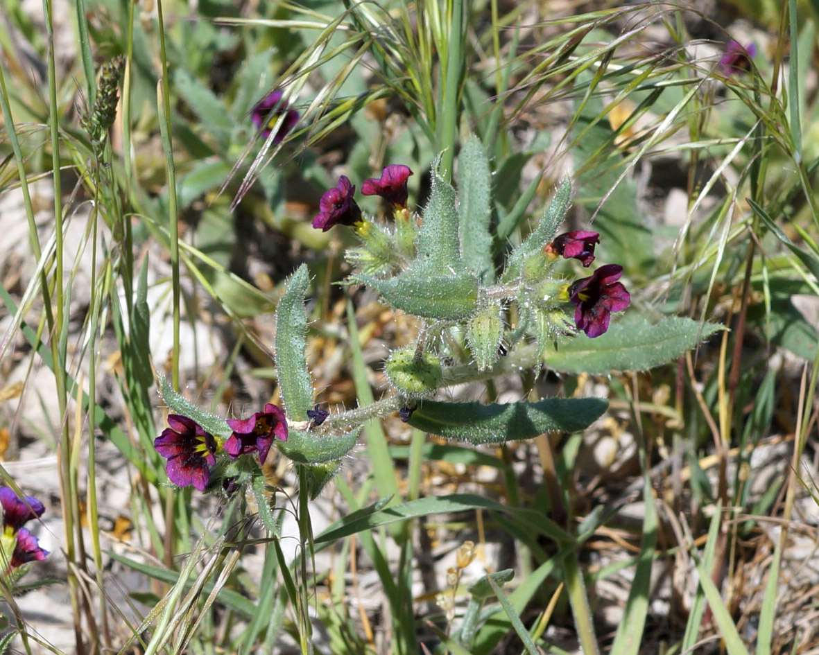 Image of genus Nonea specimen.