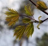 Image of taxon representative. Author is Игорь Павлов