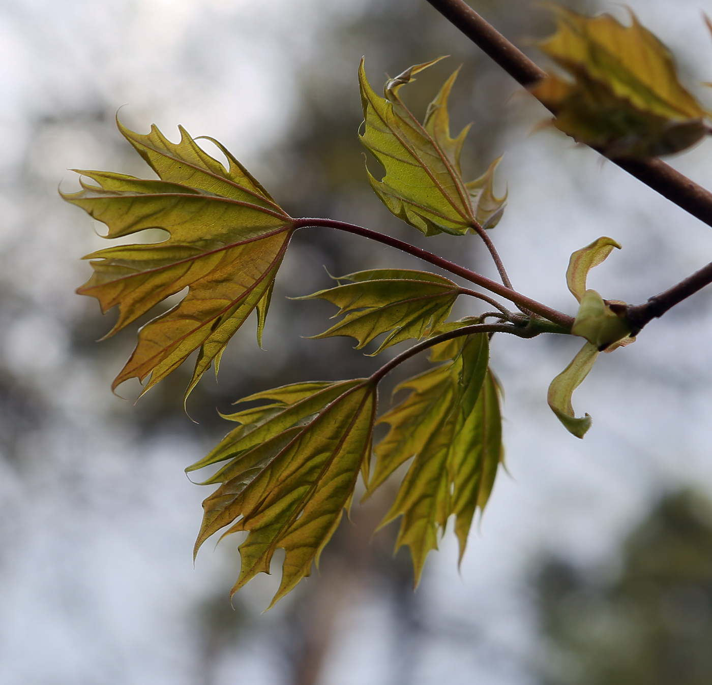 Image of Acer platanoides specimen.