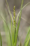 Carex spicata