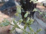 Silene stylosa. Верхушки соцветий. Казахстан, Восточно-Казахстанская обл., окр. г. Риддер, берег реки Громатуха, сосновый бор. 04.06.2017.