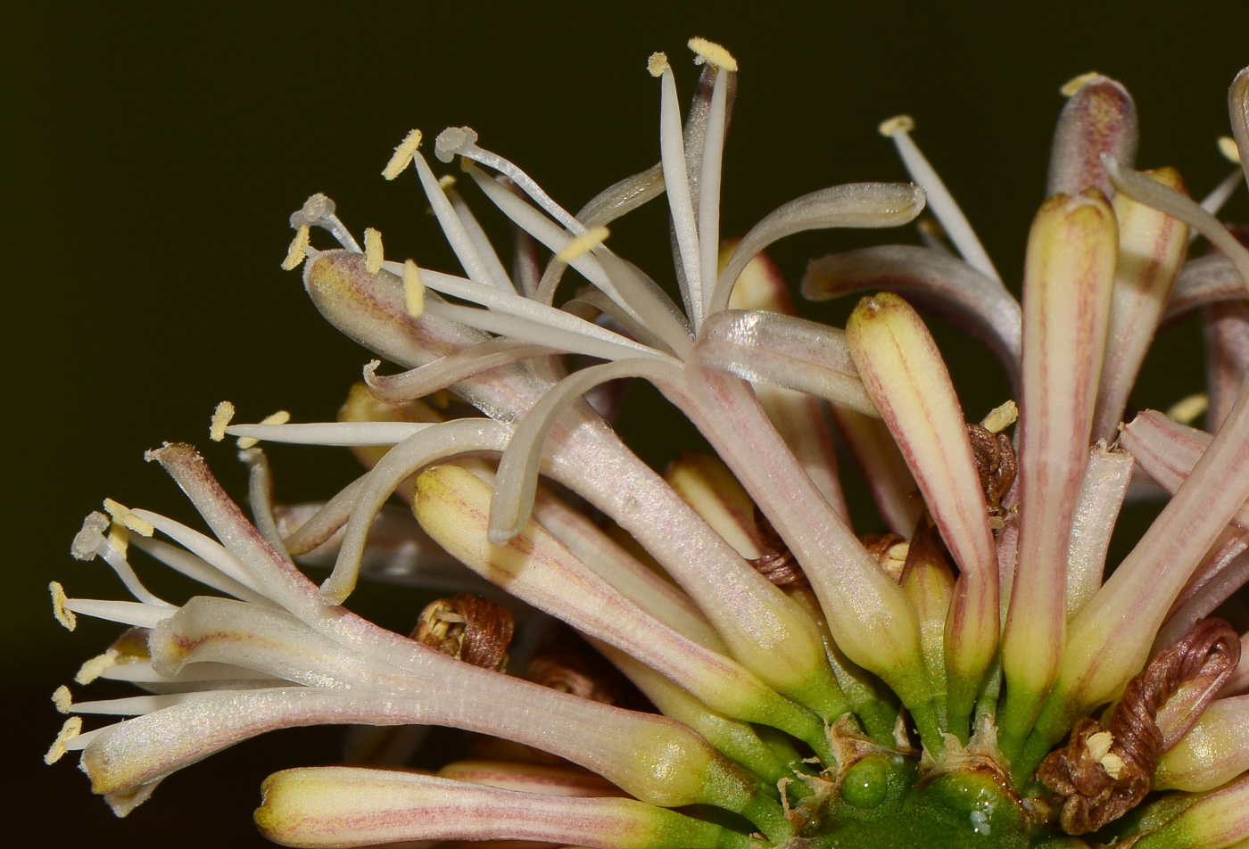 Image of Dracaena fragrans specimen.