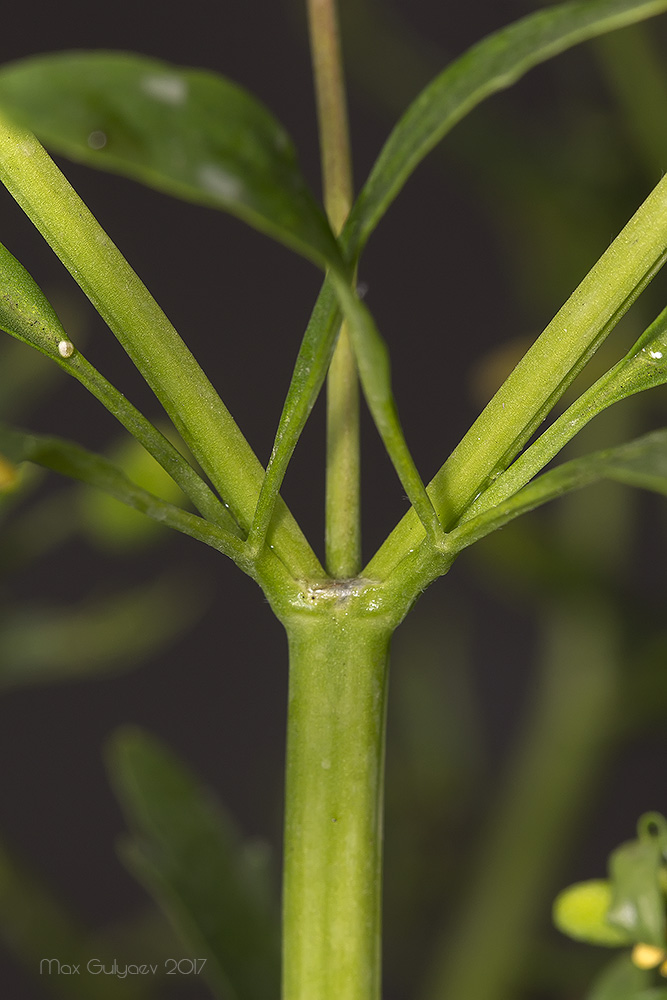Image of Ranunculus sceleratus specimen.