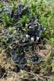 genus Peltigera