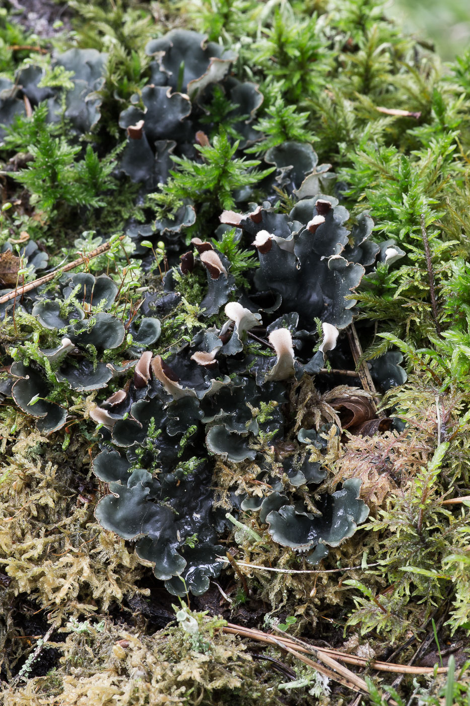 Image of genus Peltigera specimen.