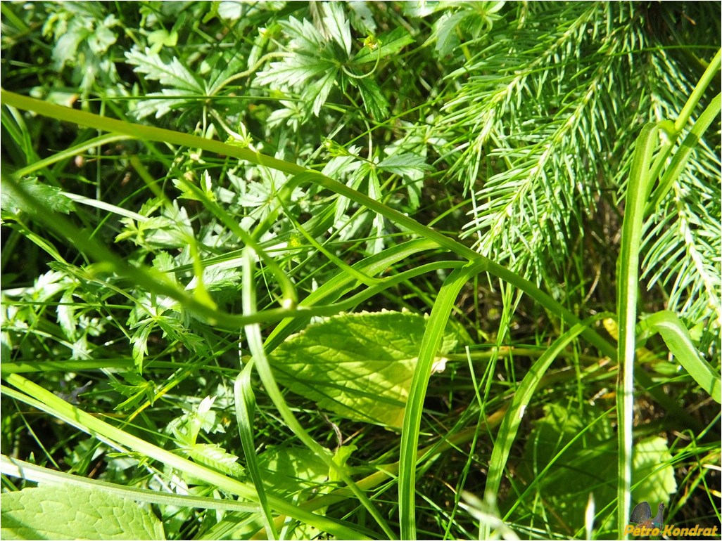 Image of Scorzonera rosea specimen.