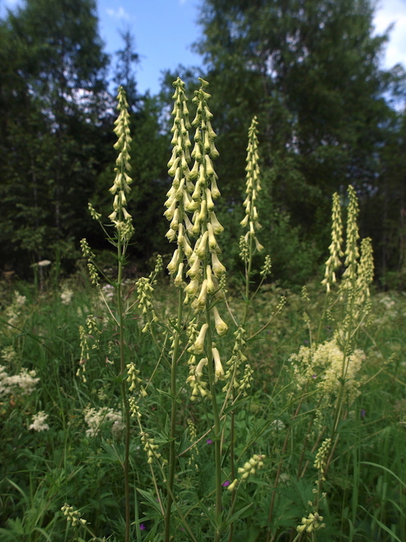 Изображение особи Aconitum lasiostomum.