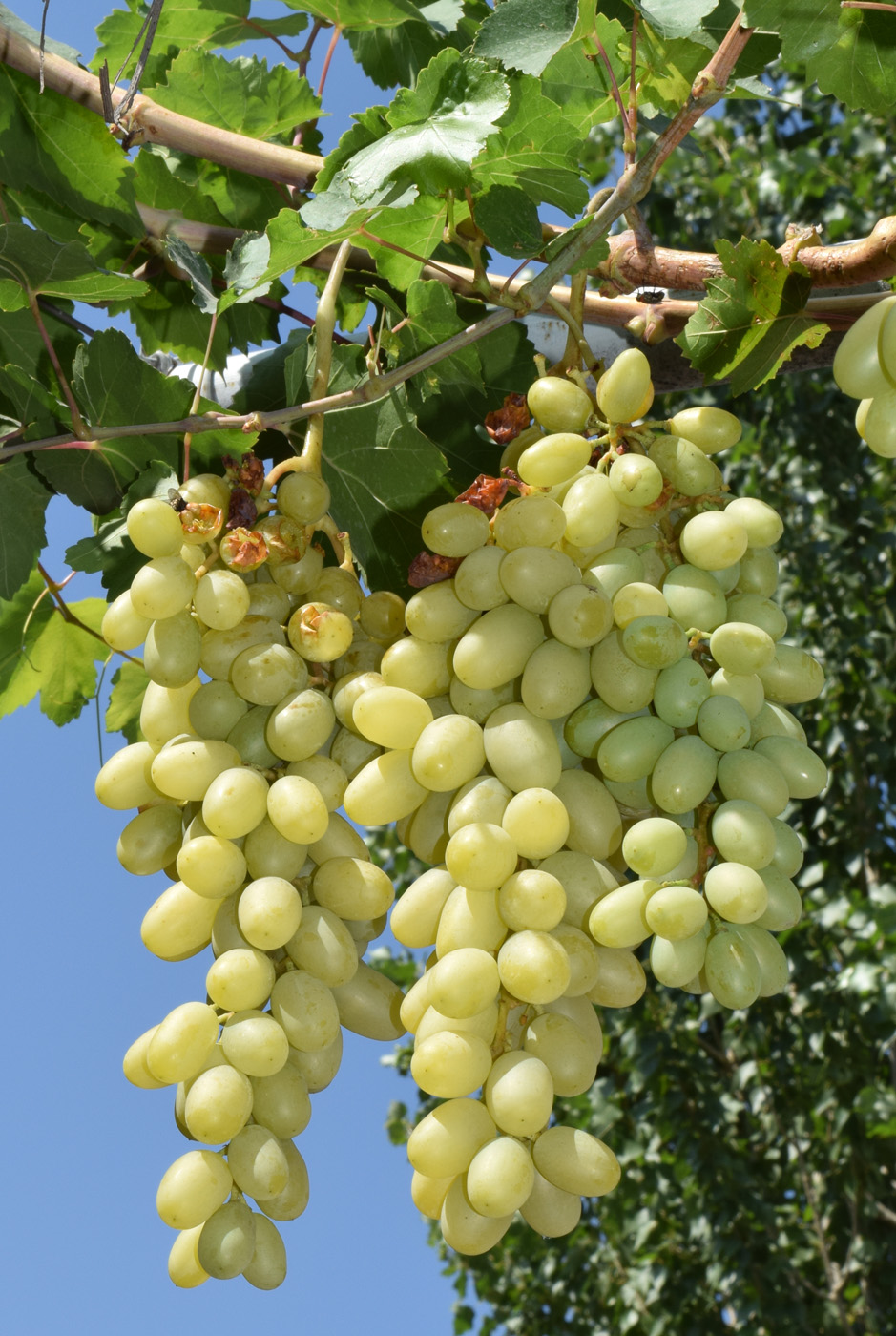 Изображение особи Vitis vinifera.