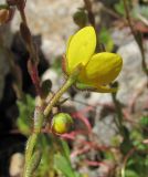 Saxifraga flagellaris. Верхушка побега с цветком и бутоном. Кабардино-Балкария, Эльбрусский р-н, долина р. Ирикчат, ≈ 3000 м н.у.м., каменистое место. 28.07.2017.