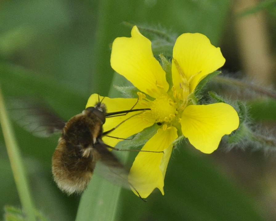 Image of Potentilla laciniosa specimen.