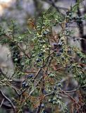 Juniperus turkestanica. Верхушка ветви с шишками. Таджикистан, Фанские горы, долина р. Чапдара, ≈ 2600 м н.у.м., сухой склон. 03.08.2017.
