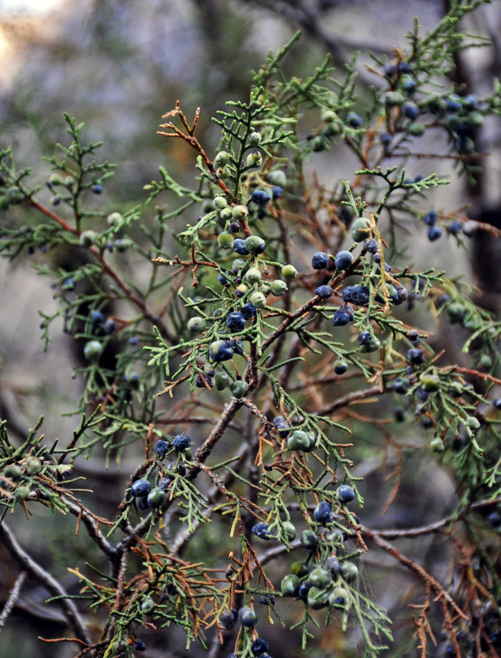 Image of Juniperus turkestanica specimen.