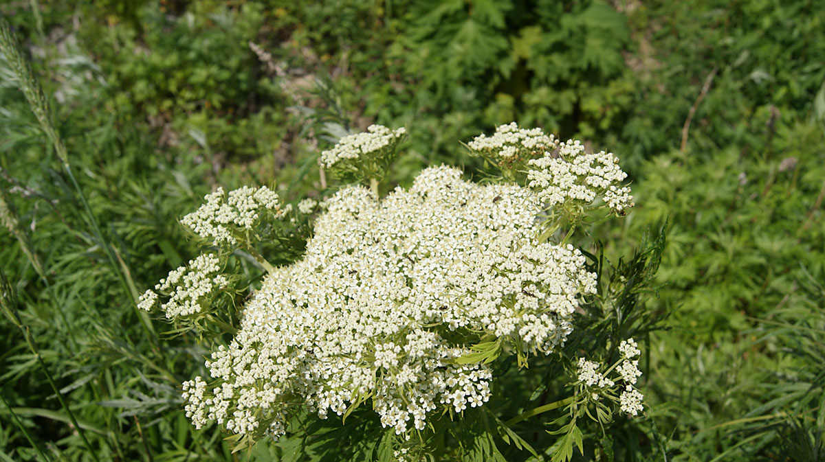 Изображение особи Pleurospermum uralense.