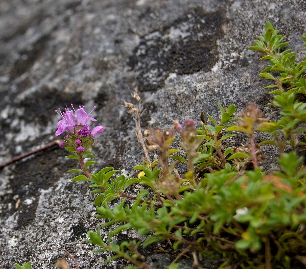 Изображение особи Thymus hirticaulis.