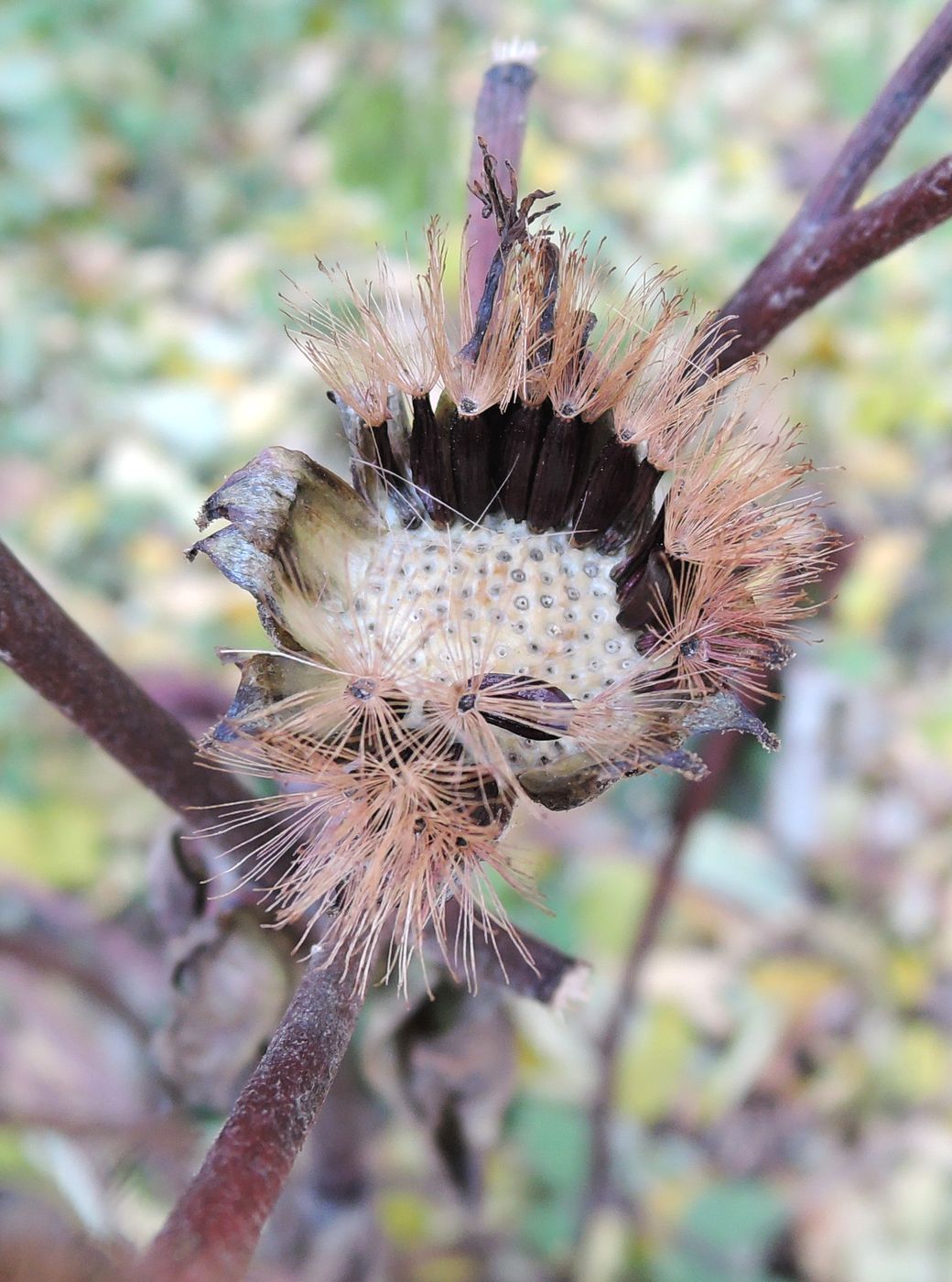 Image of Ligularia dentata specimen.