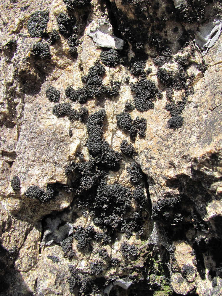Image of genus Collema specimen.