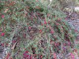 Eremophila brevifolia