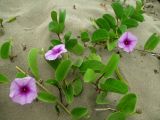 Ipomoea pes-caprae