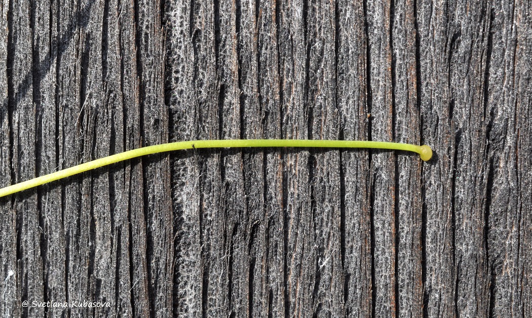 Image of Parthenocissus quinquefolia specimen.