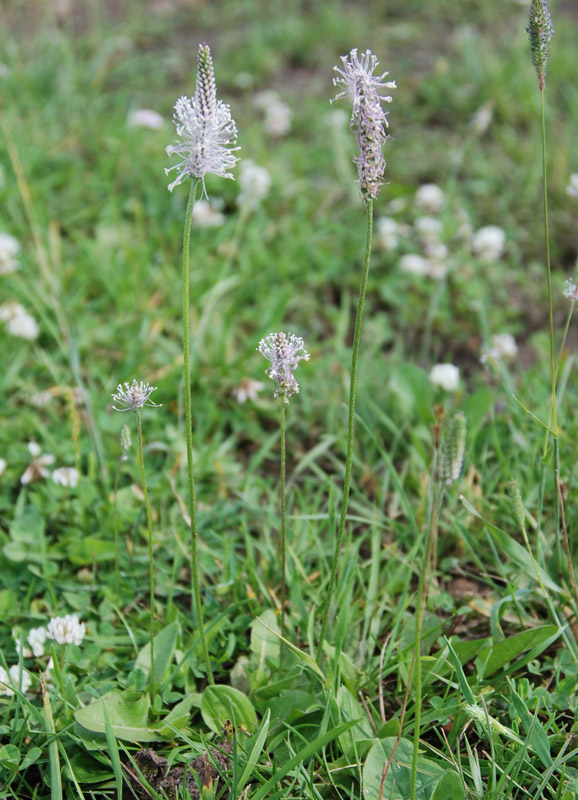 Image of Plantago media specimen.