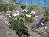 Richteria tianschanica
