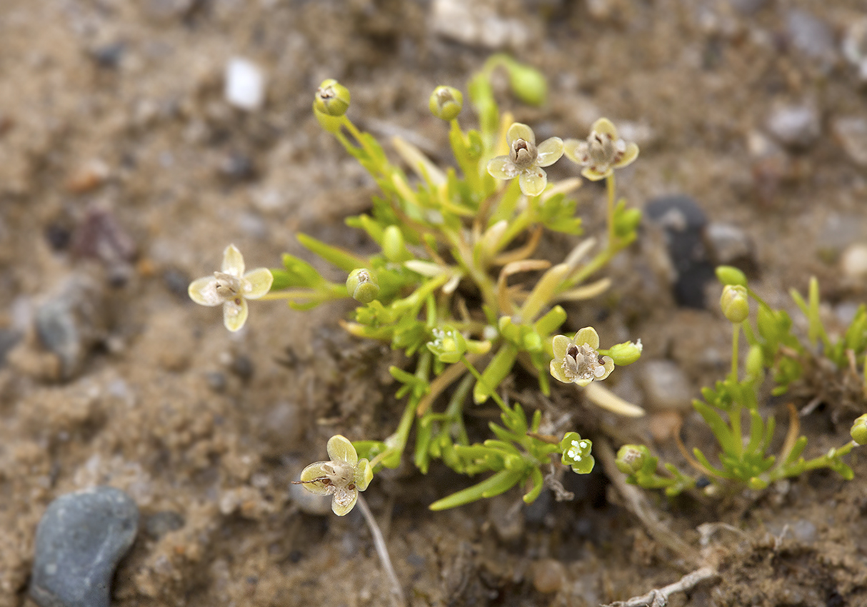 Изображение особи Sagina procumbens.