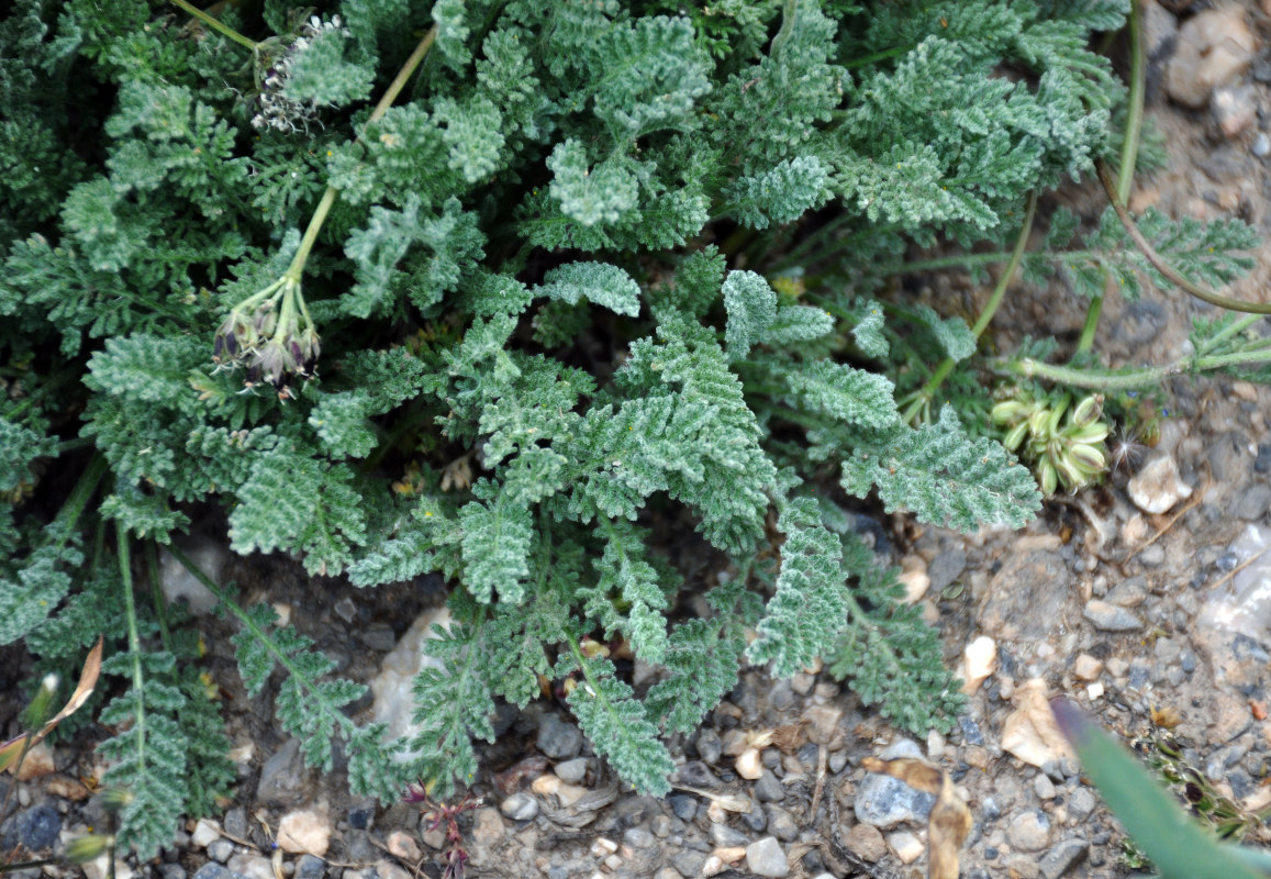 Image of Richteria pyrethroides specimen.