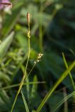 Carex vaginata. Верхушка побега с соцветиями. Мурманская обл., Кольский р-н, побережье Подпахтинской губы, приморский луг. 01.08.2017.