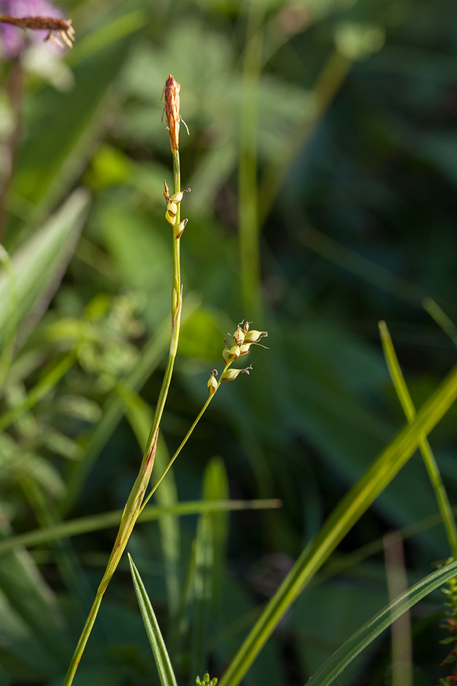 Image of Carex vaginata specimen.