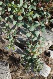 Mertensia maritima