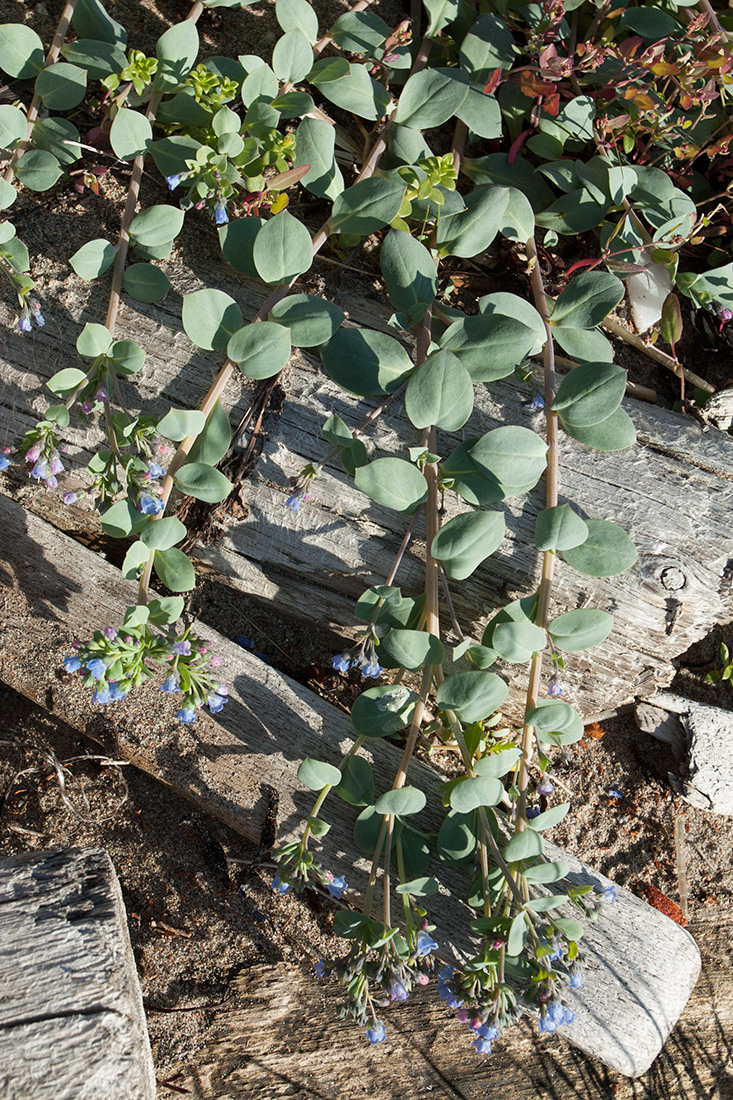 Image of Mertensia maritima specimen.