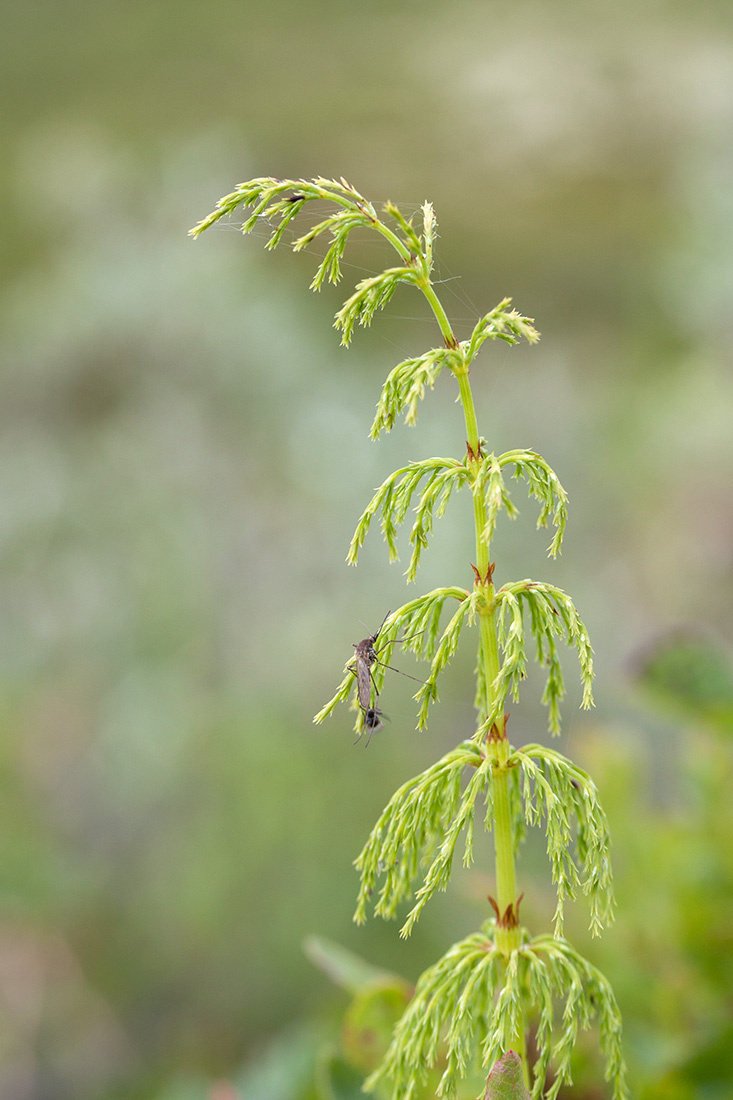 Image of Equisetum sylvaticum specimen.