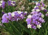 Limonium sinuatum