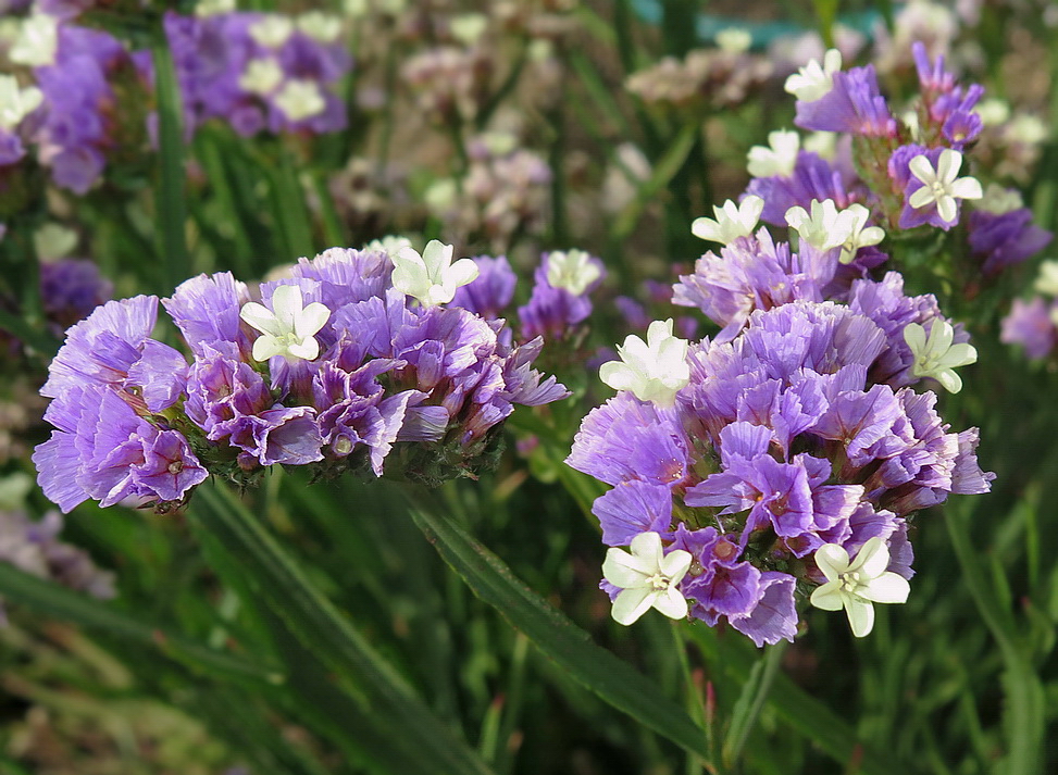 Изображение особи Limonium sinuatum.