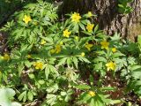 Anemone ranunculoides