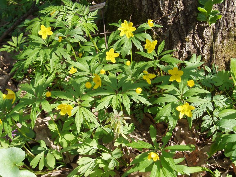 Изображение особи Anemone ranunculoides.